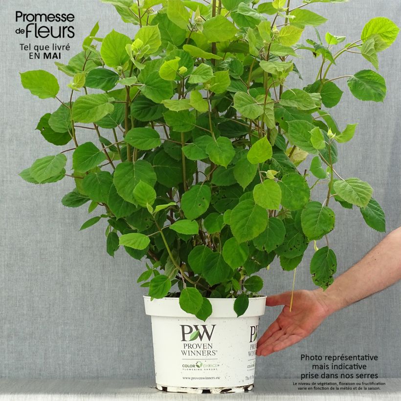 Hydrangea arborescens Ruby Annabelle - Ortensia Vaso da 4L/5L esemplare consegnato in primavera