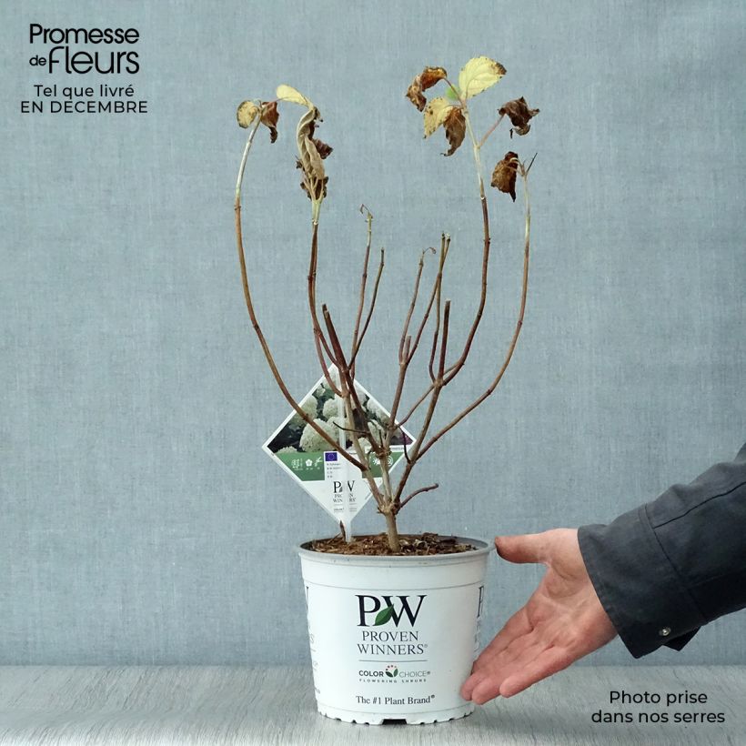 Hydrangea arborescens Strong Annabelle - Ortensia Vaso da 2L/3L esemplare consegnato in inverno
