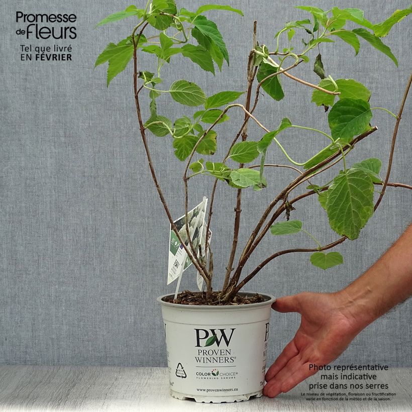 Esemplare di Hydrangea arborescens Strong Annabelle - Ortensia Vaso da 2L/3L come consegnato in autunno