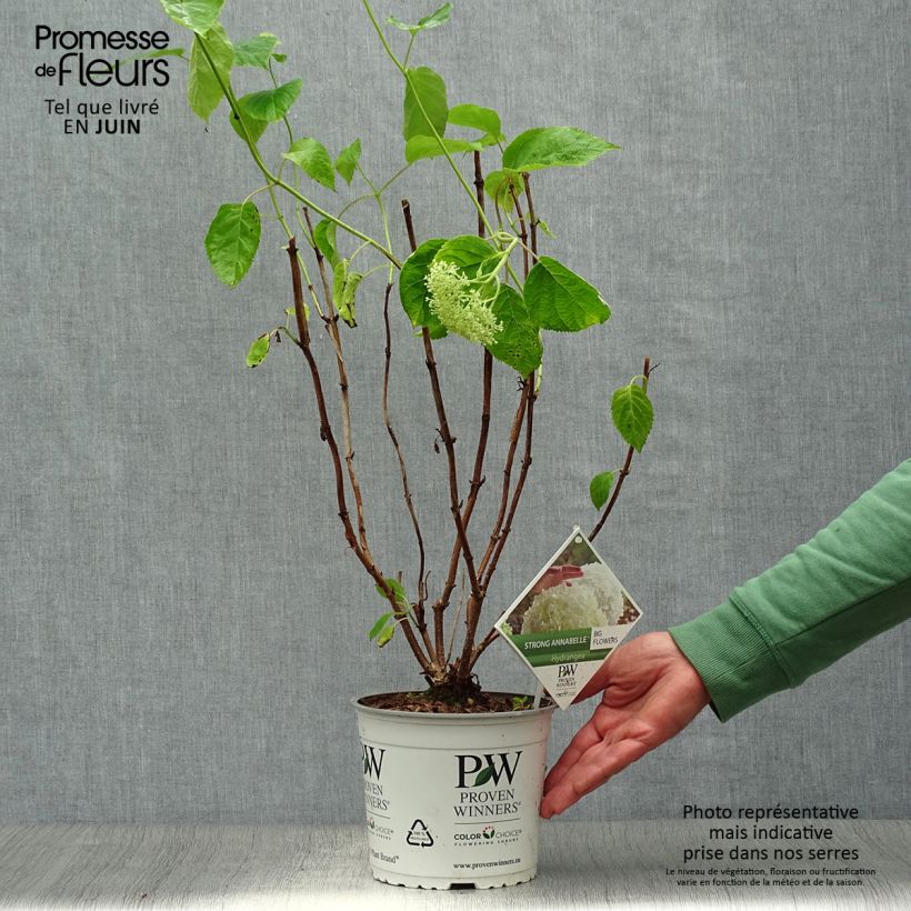 Esemplare di Hydrangea arborescens Strong Annabelle - Ortensia Vaso da 2L/3L, A cespuglio consegnato in estate