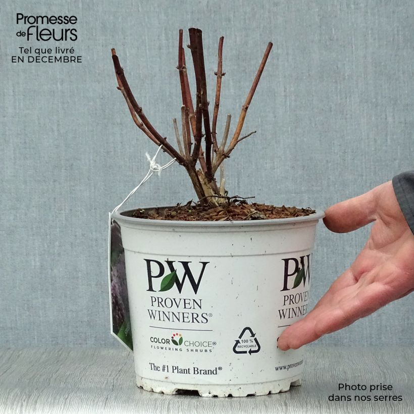 Hydrangea arborescens Sweet Annabelle - Ortensia Vaso da 2L/3L esemplare consegnato in inverno