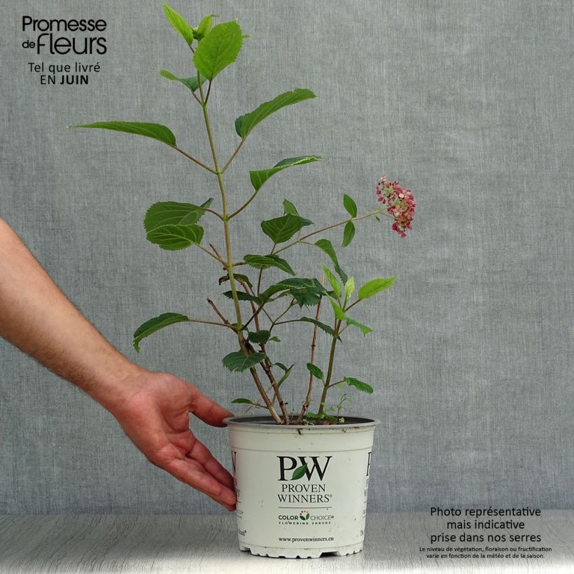Esemplare di Hydrangea arborescens Sweet Annabelle - Ortensia Vaso da 2L/3L, A cespuglio consegnato in estate