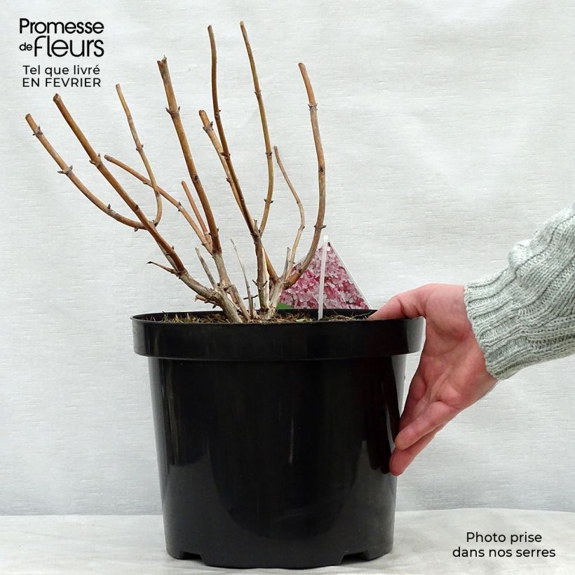 Hydrangea arborescens Sweet Annabelle - Ortensia Vaso da 7,5L/10L esemplare consegnato in inverno