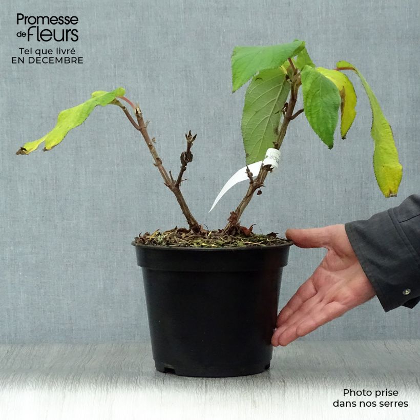 Hydrangea aspera Anthony Bullivant - Ortensia Vaso da 3L/4L esemplare consegnato in inverno