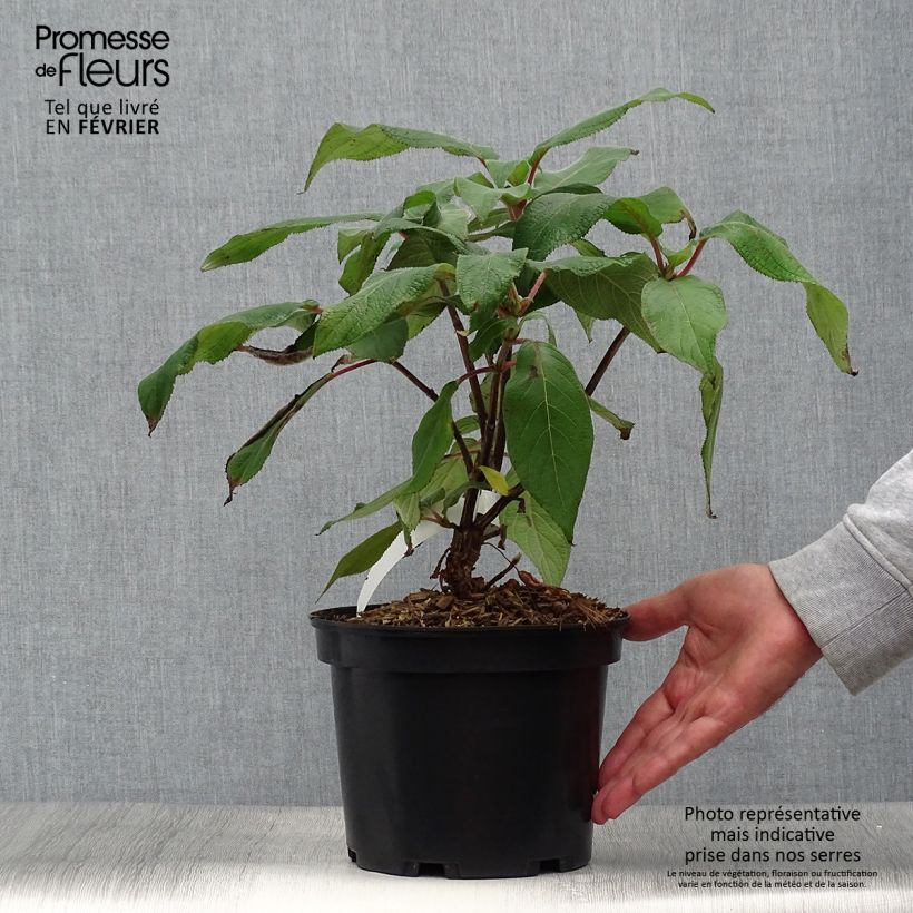 Esemplare di Hydrangea aspera Anthony Bullivant - Ortensia Vaso da 3L/4L come consegnato in autunno