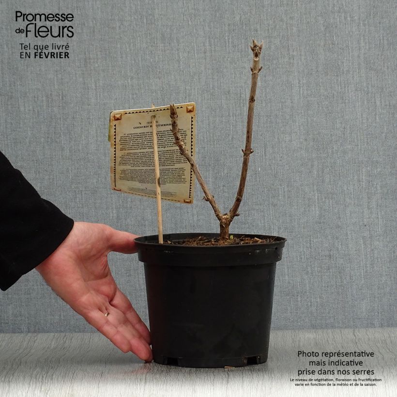 Hydrangea aspera Goldrush - Ortensia dorata Vaso da 2L/3L esemplare consegnato in inverno