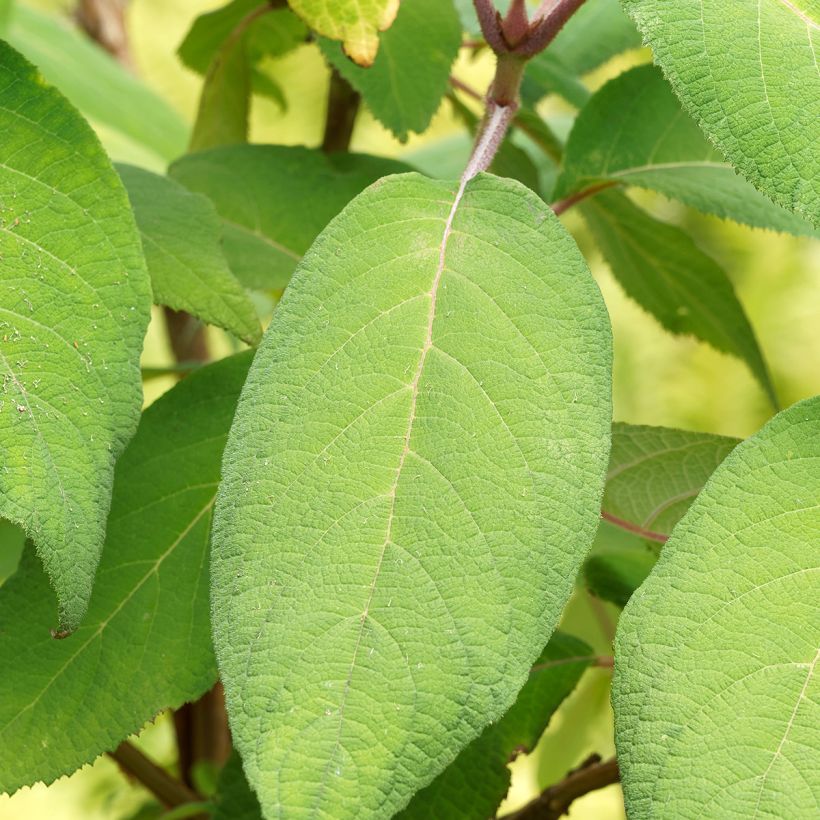 Hydrangea aspera Goldrush - Ortensia dorata (Fogliame)