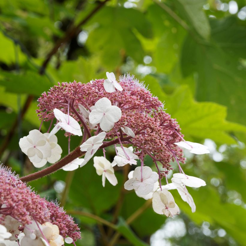 Hydrangea aspera Goldrush - Ortensia dorata (Fioritura)
