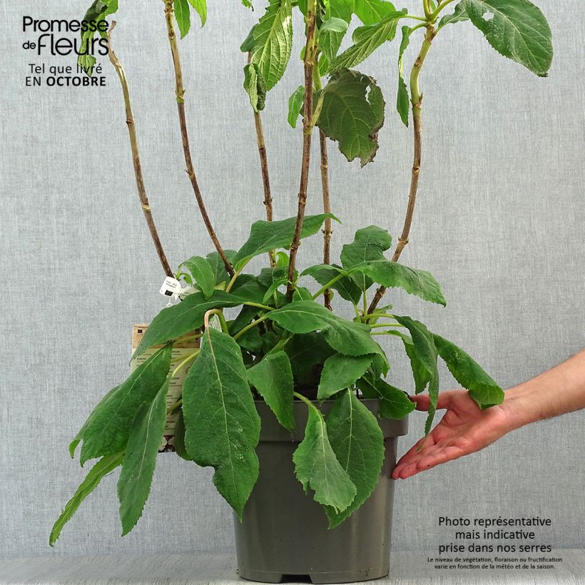 Esemplare di Hydrangea aspera Macrophylla - Ortensia Vaso da 7,5L/10L come consegnato in autunno