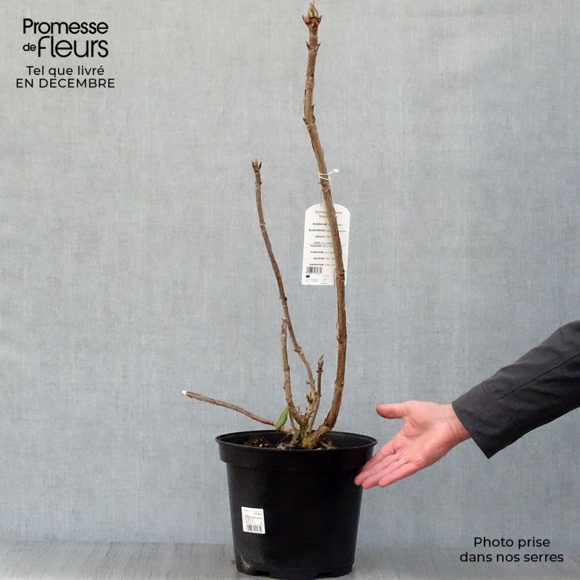 Hydrangea aspera Macrophylla - Ortensia Vaso da 7,5L/10L esemplare consegnato in inverno