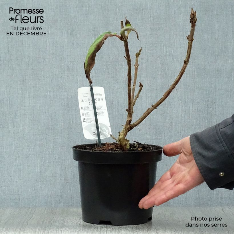 Hydrangea aspera Macrophylla - Ortensia Vaso da 2L/3L esemplare consegnato in inverno