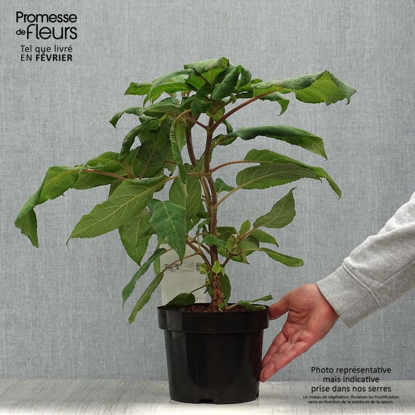 Esemplare di Hydrangea aspera Macrophylla - Ortensia Vaso da 2L/3L come consegnato in autunno