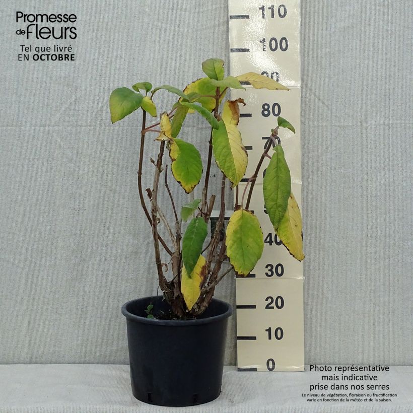 Esemplare di Hydrangea aspera Macrophylla - Ortensia Vaso da 12L/15L come consegnato in autunno