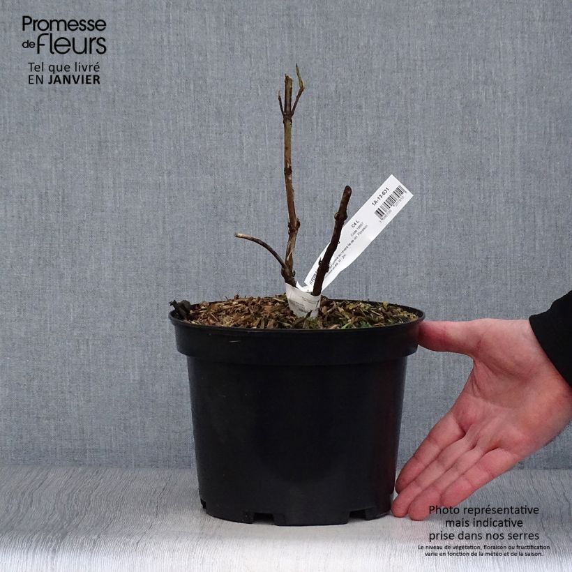 Hydrangea aspera Rosemary Foster - Ortensia Vaso da 4L/5L esemplare consegnato in inverno