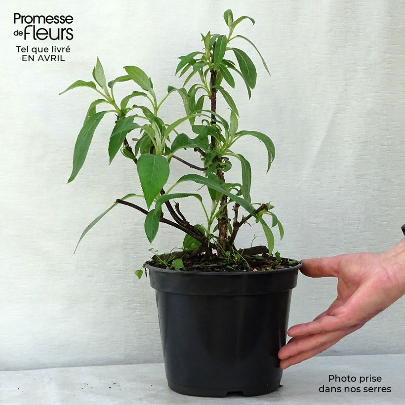 Hydrangea aspera Villosa - Ortensia Vaso da 3L/4L esemplare consegnato in primavera