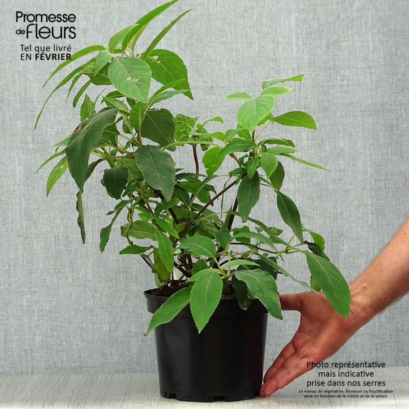 Esemplare di Hydrangea aspera Villosa - Ortensia Vaso da 3L/4L come consegnato in autunno