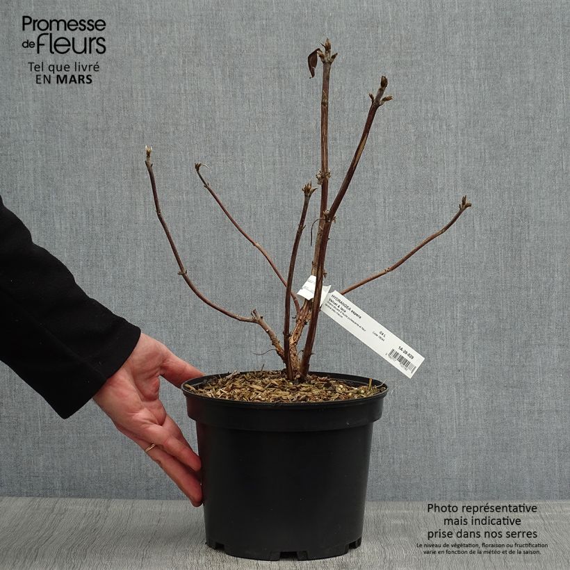 Hydrangea aspera Velvet & Lace - Ortensia Vaso da 4L/5L esemplare consegnato in primavera