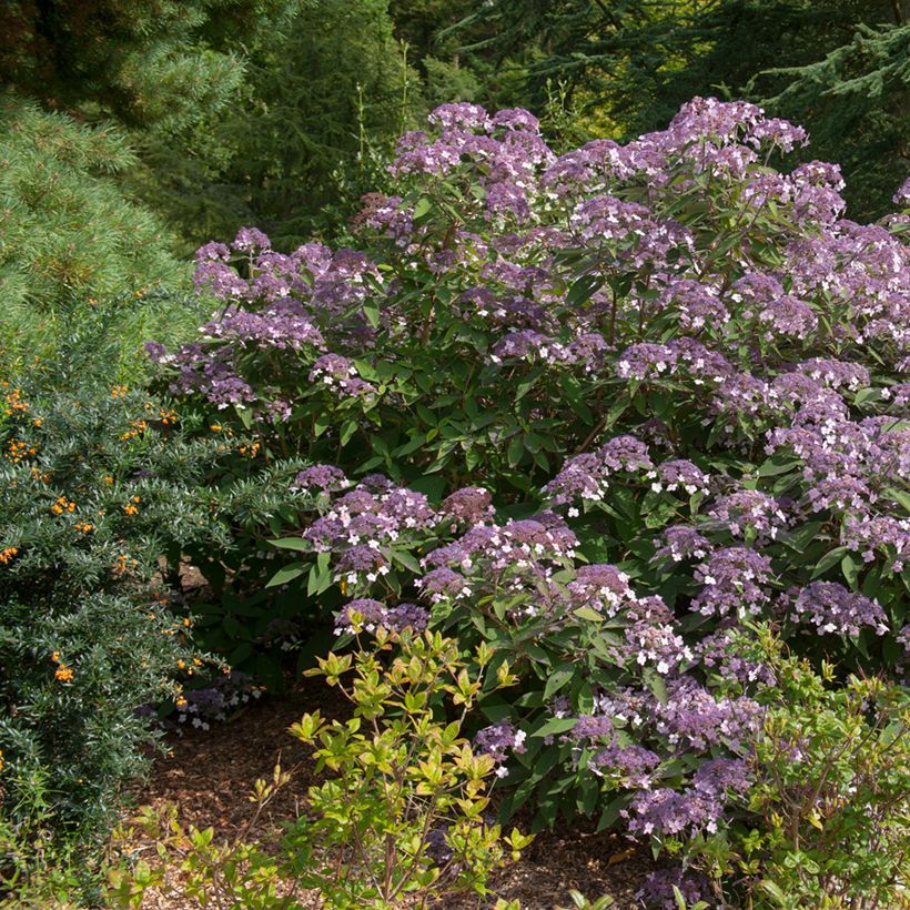 Hydrangea aspera Velvet & Lace - Ortensia (Porto)