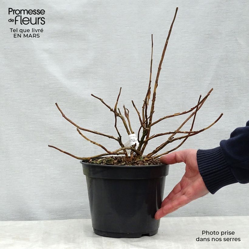 Hydrangea involucrata Late Love - Ortensia Vaso da 3L/4L esemplare consegnato in primavera