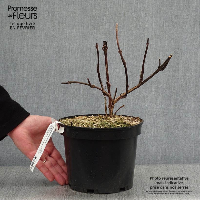 Hydrangea involucrata Late Love - Ortensia Vaso da 3L/4L esemplare consegnato in inverno