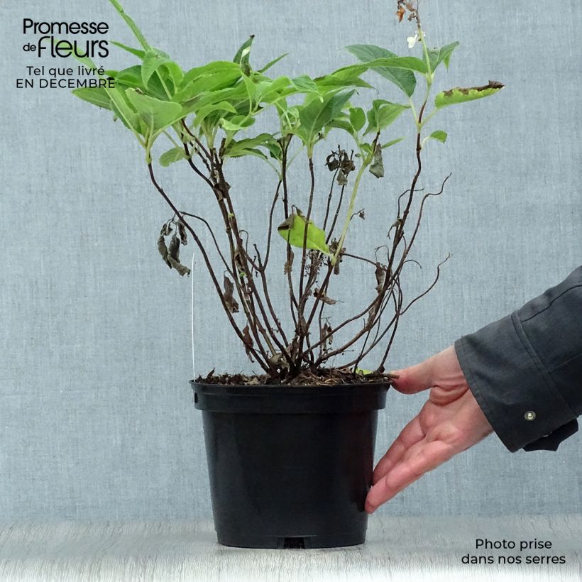 Hydrangea involucrata - Ortensia Vaso da 2L/3L esemplare consegnato in inverno