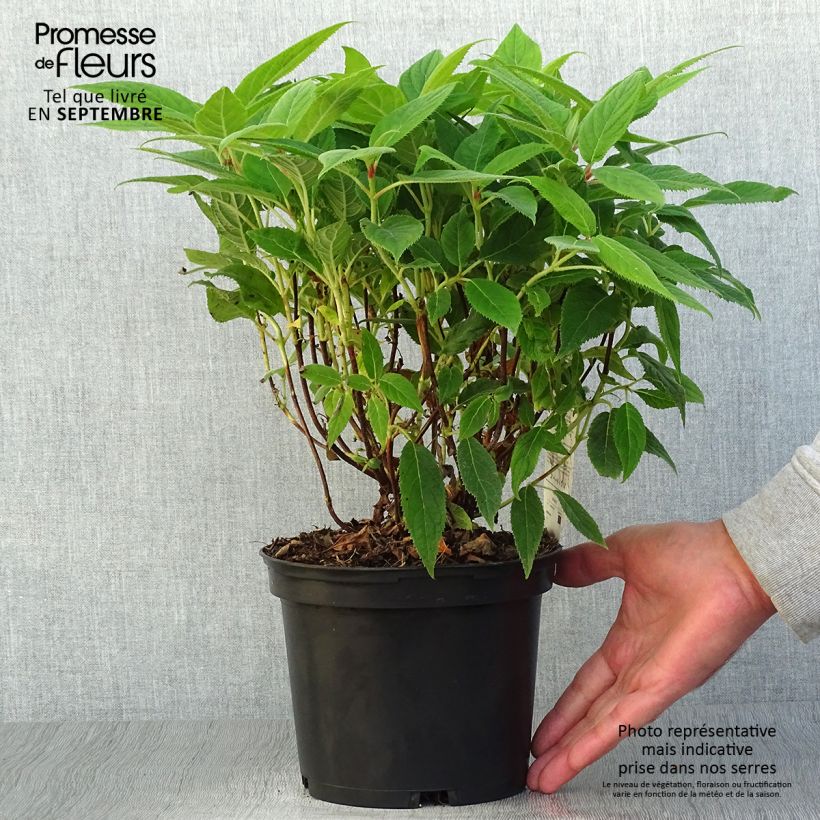 Esemplare di Hydrangea involucrata - Ortensia Vaso da 2L/3L come consegnato in autunno