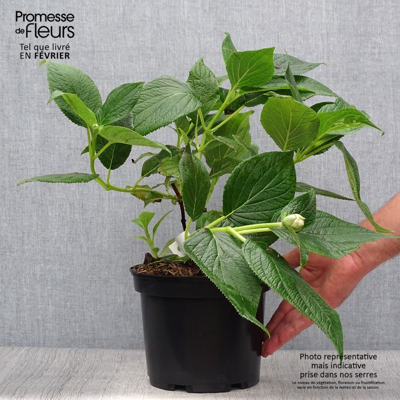 Esemplare di Hydrangea involucrata Yoraku Tama - Ortensia Vaso da 4L/5L come consegnato in autunno