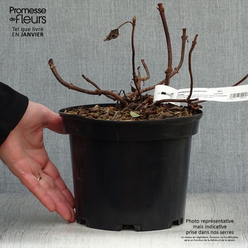 Hydrangea involucrata Yoraku Tama - Ortensia Vaso da 4L/5L esemplare consegnato in inverno