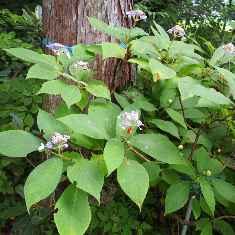 Hydrangea involucrata - Ortensia (Porto)