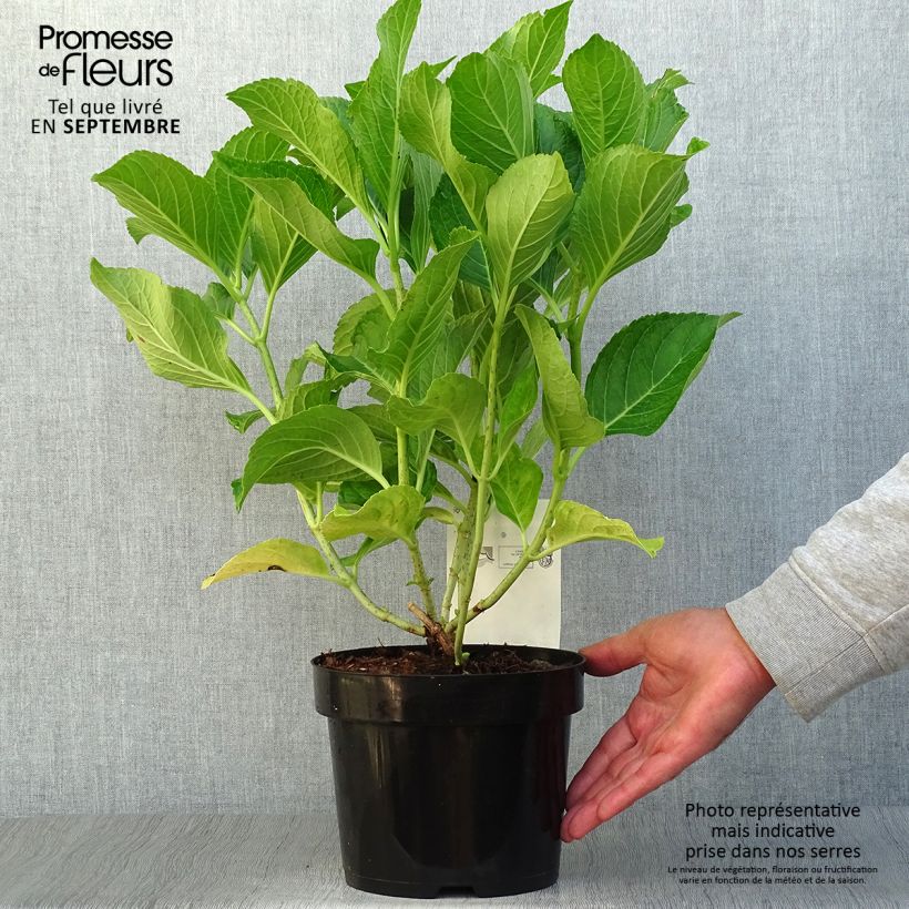 Esemplare di Hydrangea macrophylla Ayesha - Ortensia Vaso da 2L/3L come consegnato in autunno