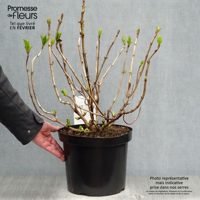 Hydrangea macrophylla Ayesha - Ortensia Vaso da 7,5L/10L esemplare consegnato in inverno