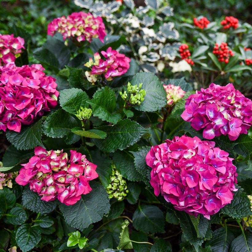Hydrangea macrophylla Baron Rouge - Ortensia (Porto)