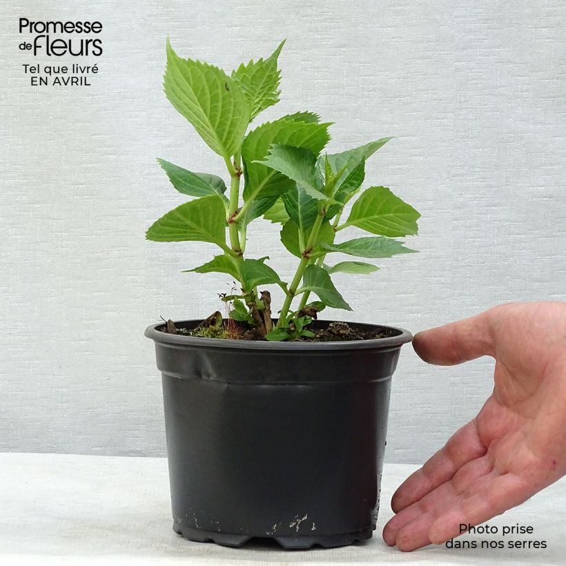 Hydrangea macrophylla Baron Rouge - Ortensia Vaso da 2L/3L esemplare consegnato in primavera