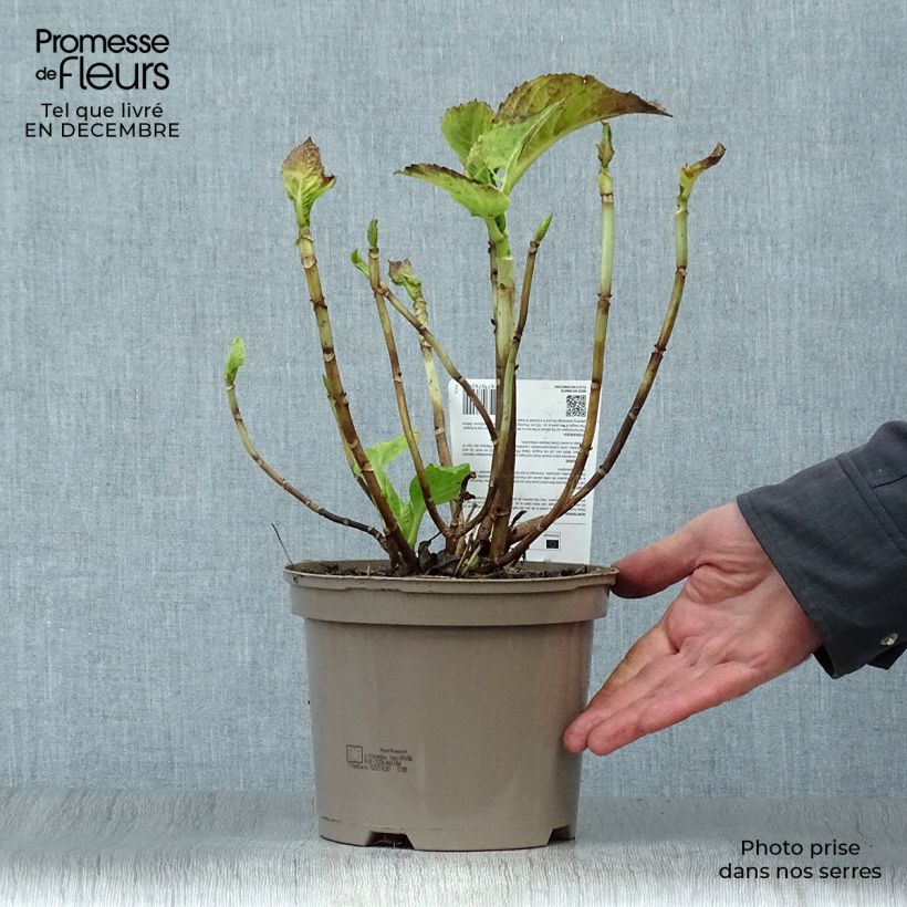 Hydrangea macrophylla Baron Rouge - Ortensia Vaso da 2L/3L esemplare consegnato in inverno