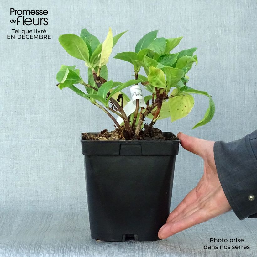 Hydrangea macrophylla Beauté Vendômoise - Ortensia Vaso da 2L/3L esemplare consegnato in inverno