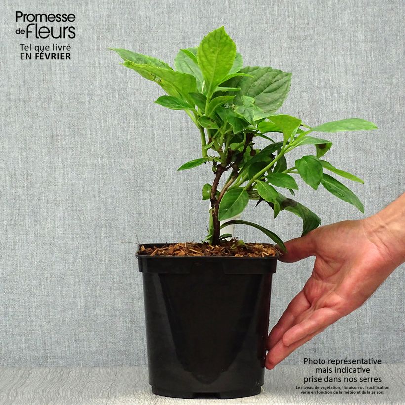 Esemplare di Hydrangea macrophylla Beauté Vendômoise - Ortensia Vaso da 2L/3L come consegnato in autunno