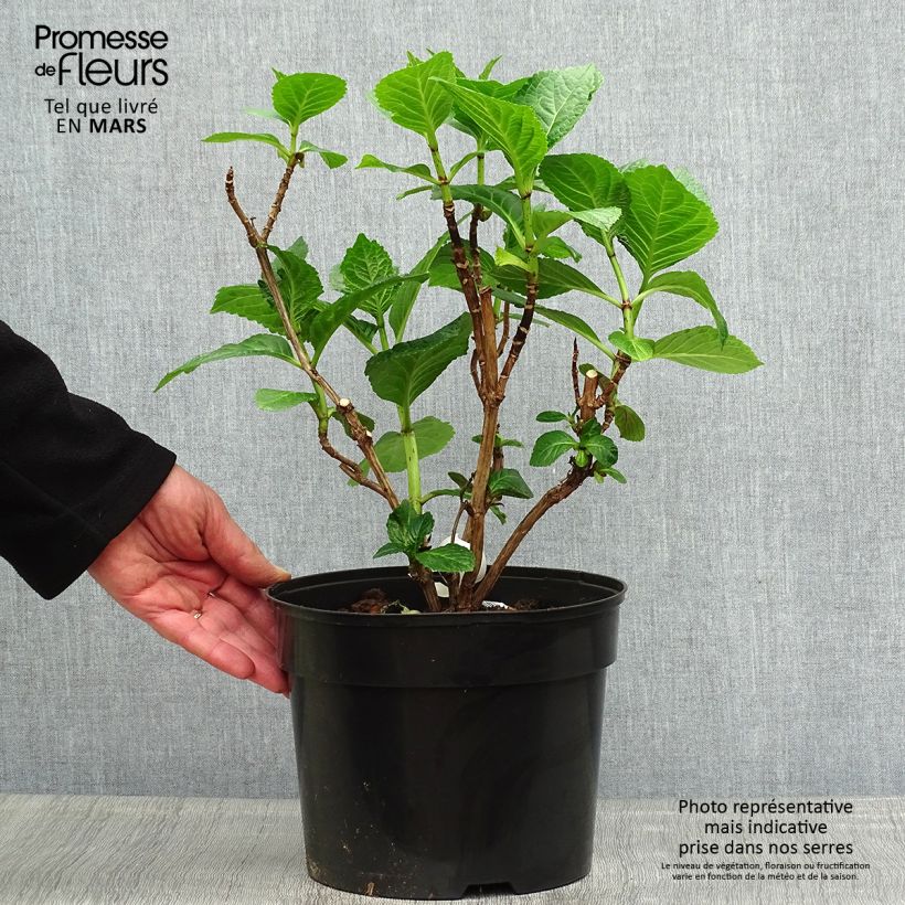 Hydrangea macrophylla Beautensia Dali - Ortensia Vaso da 4L/5L esemplare consegnato in primavera