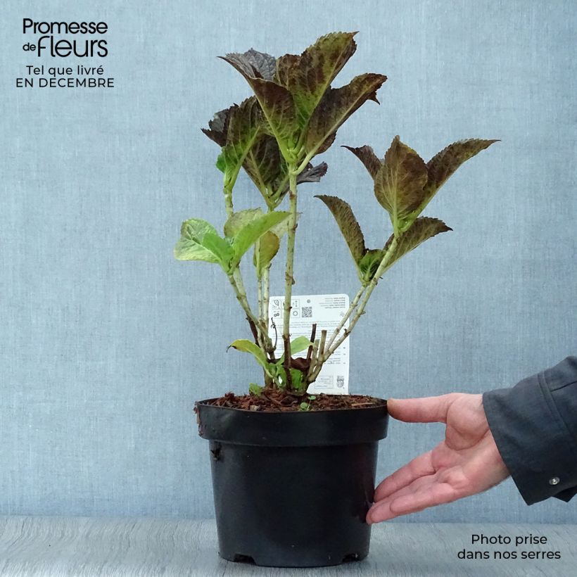 Hydrangea macrophylla Belle Séduction - Ortensia Vaso da 3L/4L esemplare consegnato in inverno