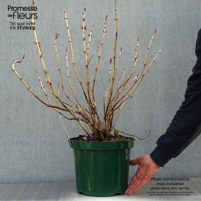 Hydrangea macrophylla Belle Séduction - Ortensia Vaso da 7,5L/10L esemplare consegnato in inverno