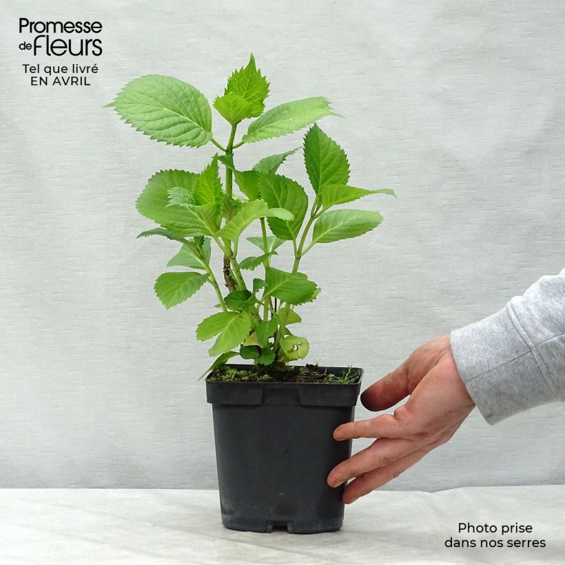 Hydrangea macrophylla Benelux Blue - Ortensia Vaso da 2L/3L, A cespuglio esemplare consegnato in primavera