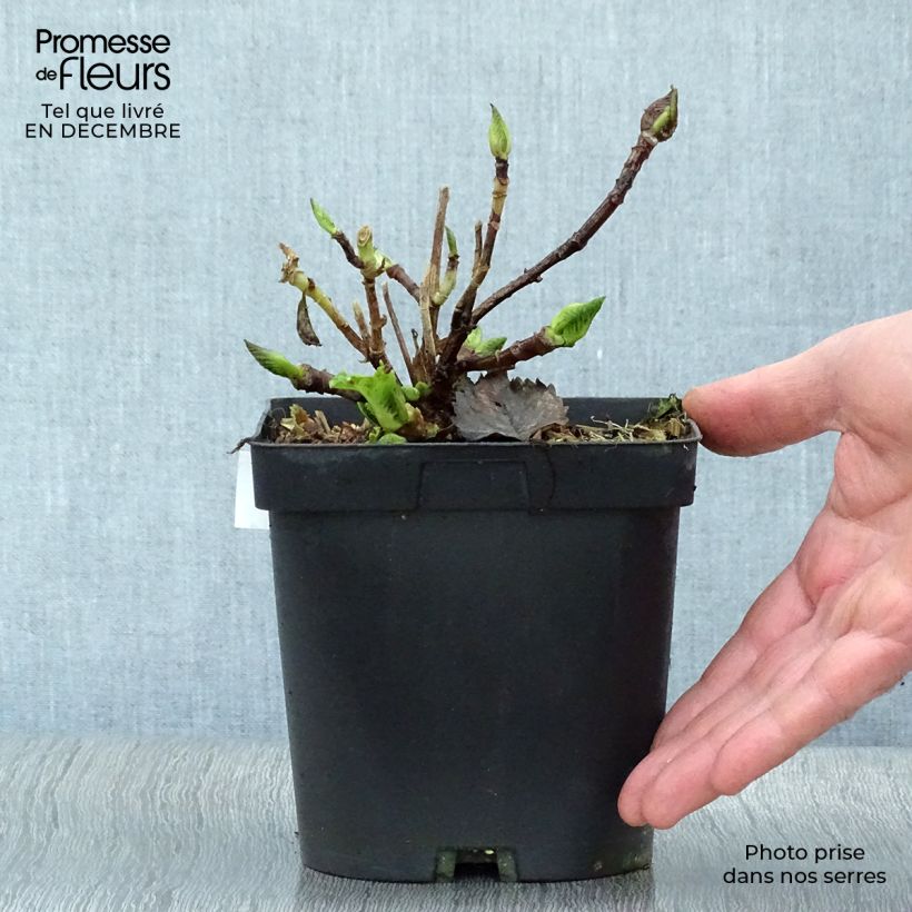 Hydrangea macrophylla Benelux Blue - Ortensia Vaso da 2L/3L esemplare consegnato in inverno