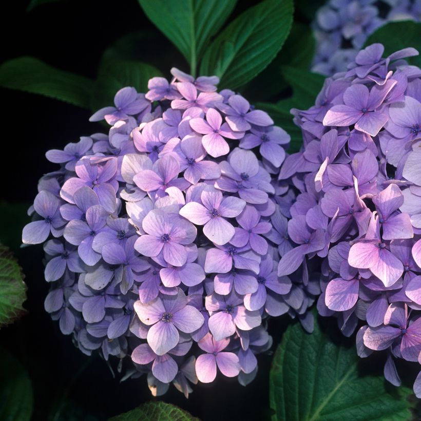 Hydrangea macrophylla Benelux Blue - Ortensia (Fioritura)