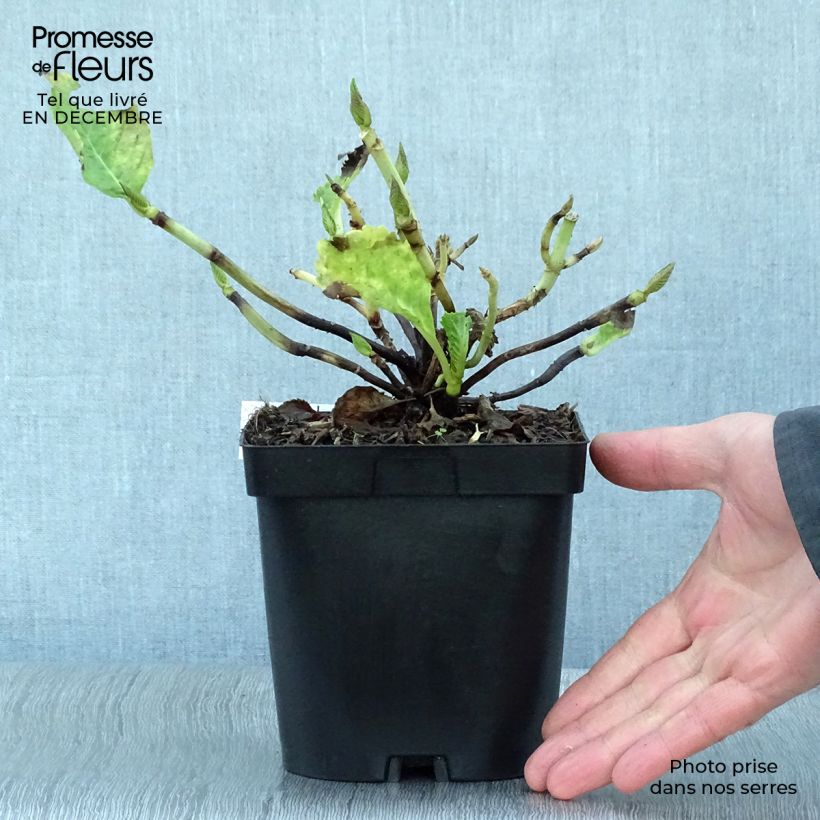 Hydrangea macrophylla Benelux Pink - Ortensia Vaso da 2L/3L esemplare consegnato in inverno