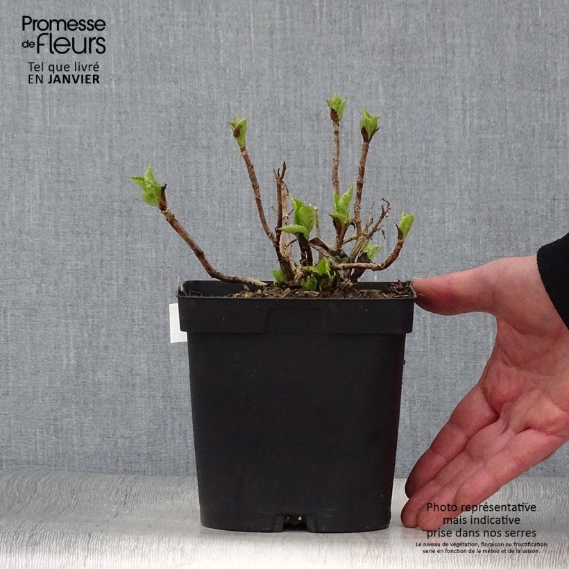 Hydrangea macrophylla Big Data Pink - Ortensia Vaso da 2L/3L esemplare consegnato in inverno