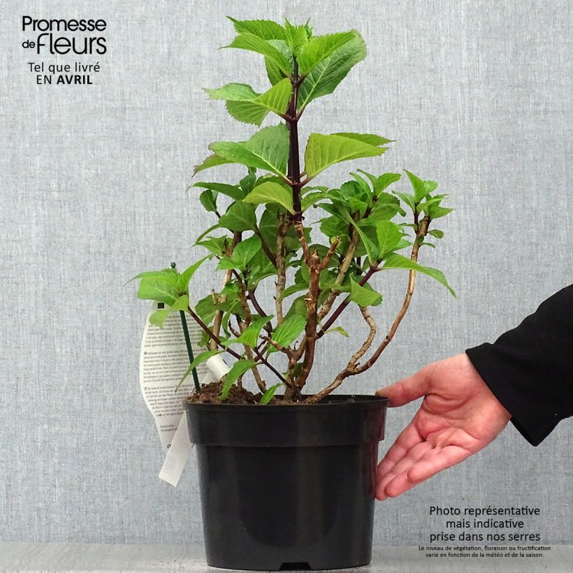 Hydrangea macrophylla Black Steel Purple - Ortensia Vaso da 4L/5L esemplare consegnato in primavera