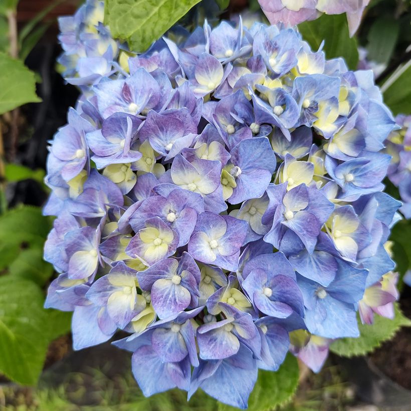 Hydrangea macrophylla Black Steel Purple - Ortensia (Fioritura)