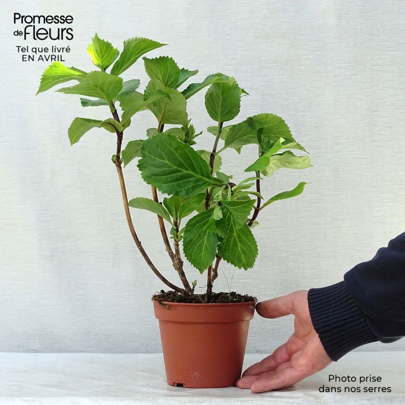 Hydrangea macrophylla Black Steel Zebra - Ortensia Vaso da 2L/3L esemplare consegnato in primavera