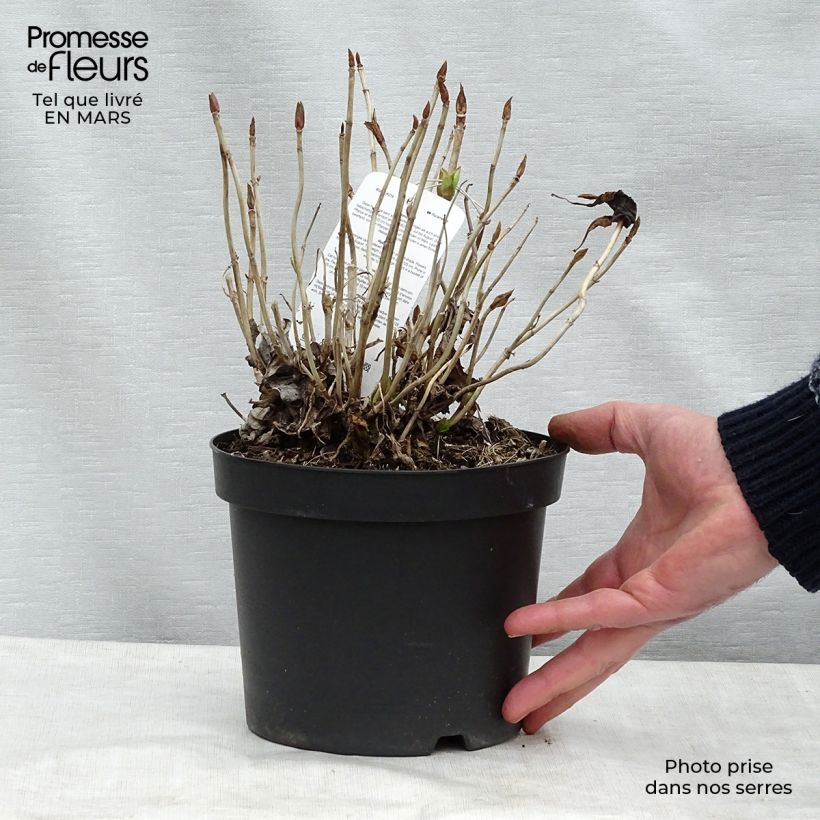Hydrangea macrophylla Blauer Prinz - Ortensia Vaso da 2L/3L esemplare consegnato in inverno