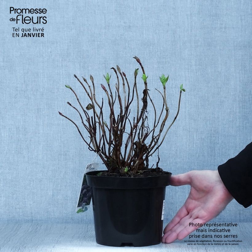 Hydrangea macrophylla Blauer Zwerg - Ortensia Vaso da 2L/3L esemplare consegnato in inverno