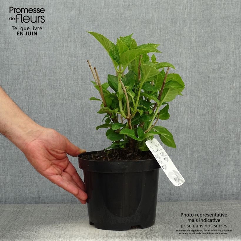 Hydrangea macrophylla Blauer Zwerg - Ortensia Vaso da 2L/3L esemplare consegnato in primavera